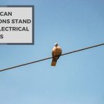 Why Can Pigeons Stand on Electrical Wires? Hacks Behind It