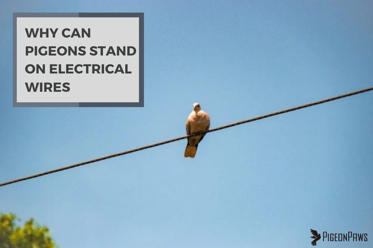 Why Can Pigeons Stand on Electrical Wires