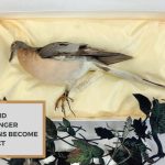 Why Did Passenger Pigeons Become Extinct? Know the Causes