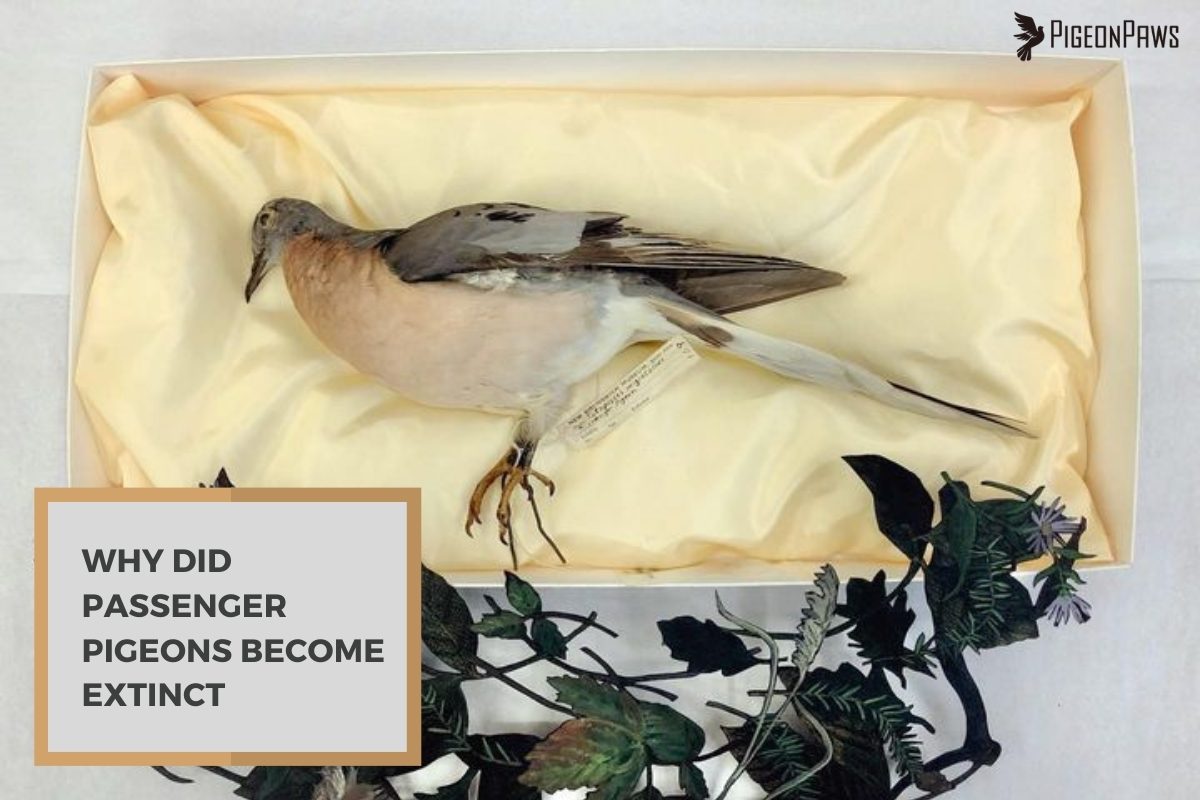 Why Did Passenger Pigeons Become Extinct
