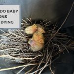 Why Do Baby Pigeons Keep Dying? The Sad Truth