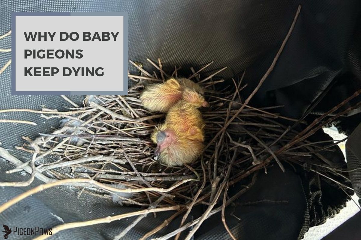 Why Do Baby Pigeons Keep Dying