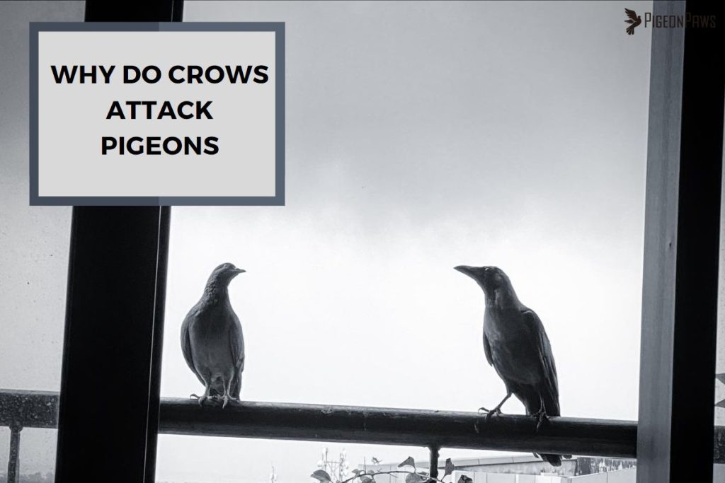 Why Do Crows Attack Pigeons