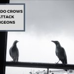 Why Do Crows Attack Pigeons? Unveiling the Reasons