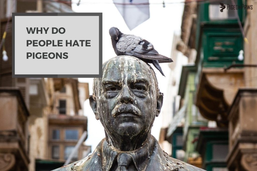 Why Do People Hate Pigeons