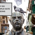 Why Do People Hate Pigeons? Causes Of Their Bad Reputation