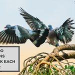 Why Do Pigeons Attack Each Other? The Fascinating Reasons