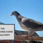Why Do Pigeons Come To Balcony? Causes and Effects