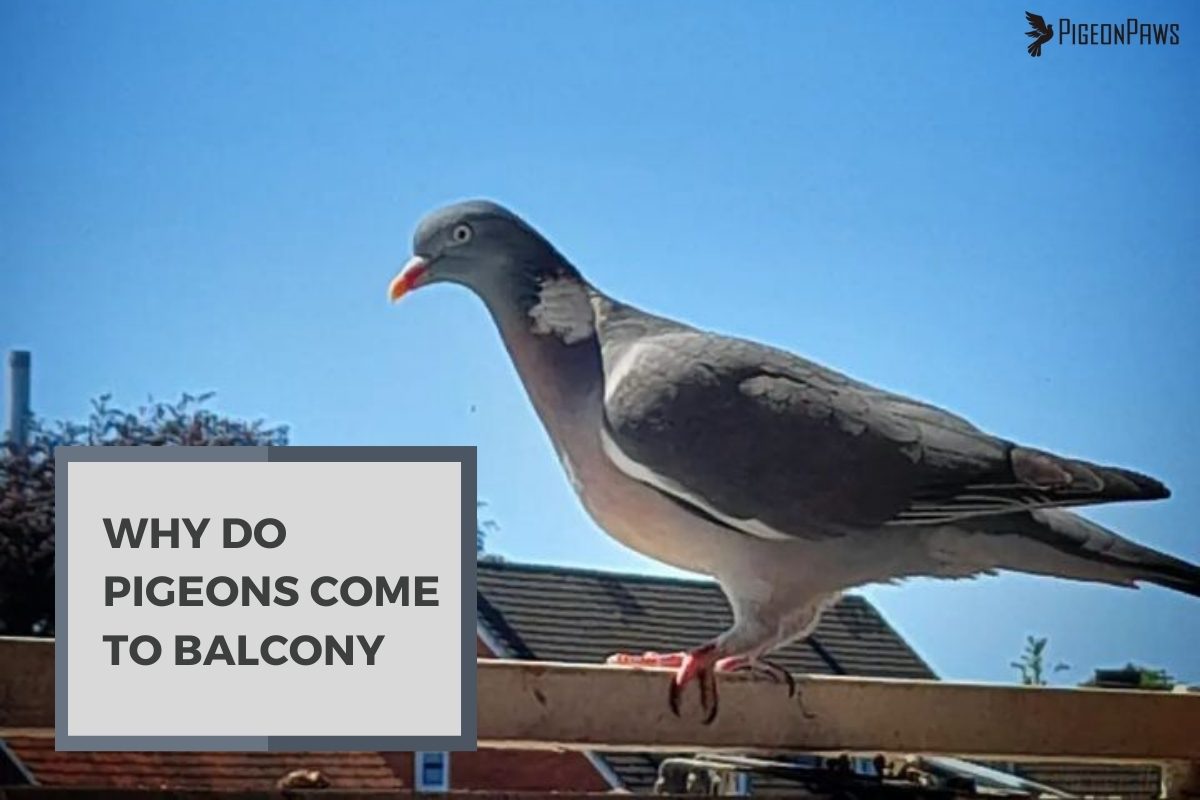 Why Do Pigeons Come To Balcony
