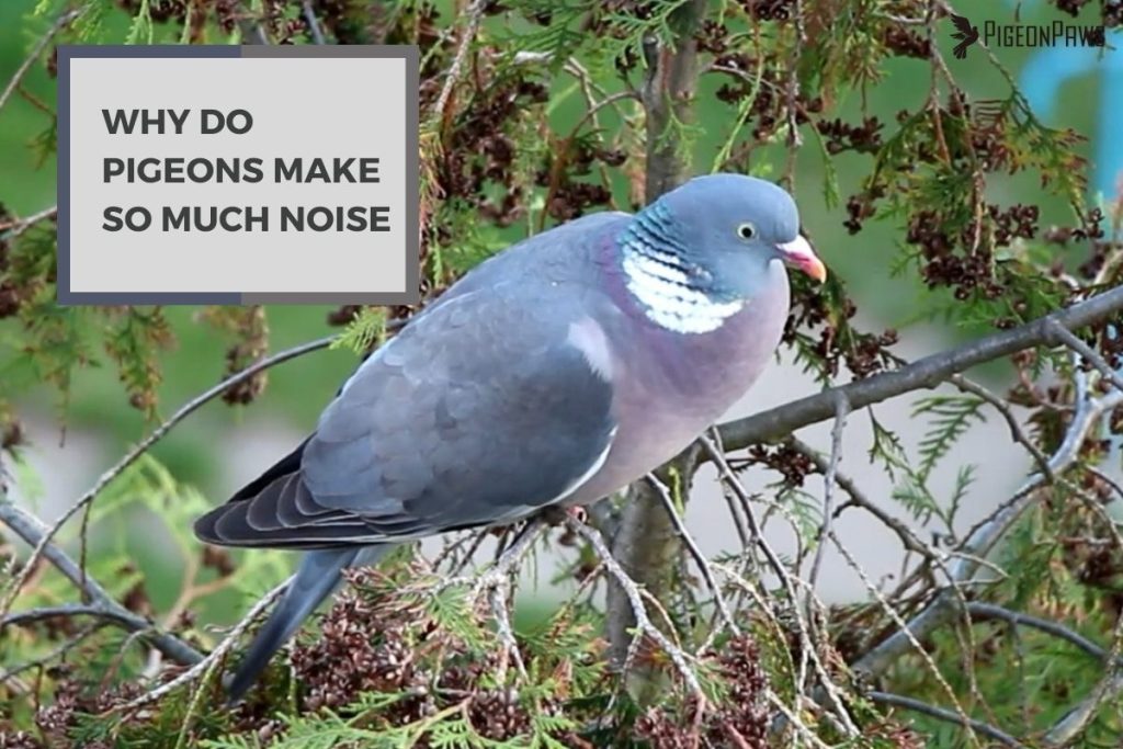 Why Do Pigeons Make So Much Noise