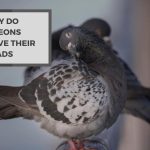 Why Do Pigeons Move Their Heads? Reasons Behind This Behavior