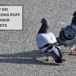 Pigeon Psychology 101: Why Do Pigeons Puff Up Their Chests?