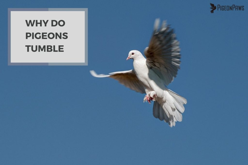 Why Do Pigeons Tumble