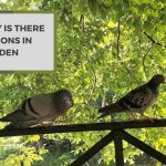 Why Is There Pigeons In Garden? Know The Answer