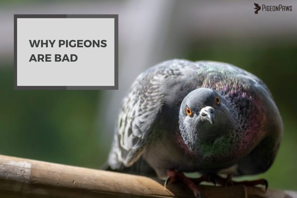 Why Pigeons Are Bad