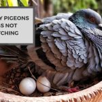 Why Pigeons Eggs Not Hatching? Insights and Solutions