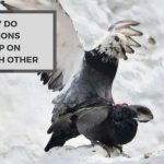 Why Do Pigeons Jump on Each Other?  The Mystery Uncovered