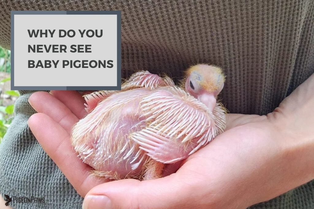 Why Do You Never See Baby Pigeons