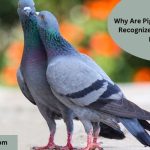 Why Are Pigeons Universally Recognized as Symbols of Peace? Surprising Facts